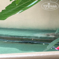 фото из отзыва ID 2740810