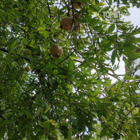 фото из отзыва ID 2740940