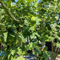 фото из отзыва ID 2740940