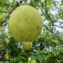 фото из отзыва ID 2740961