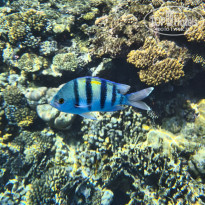 фото из отзыва ID 2741201