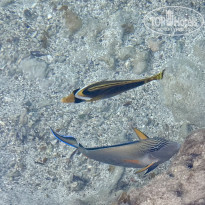 фото из отзыва ID 2741242