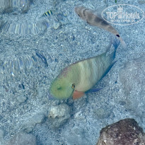 фото из отзыва ID 2741242