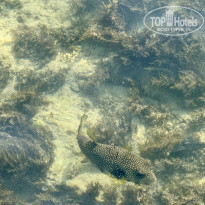 фото из отзыва ID 2741242