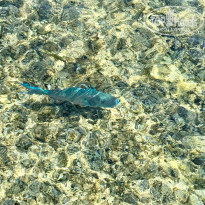 фото из отзыва ID 2741242