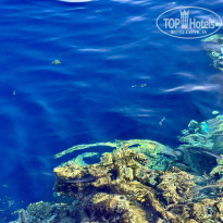 фото из отзыва ID 2741242