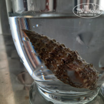 фото из отзыва ID 2741322