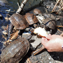 фото из отзыва ID 2741322