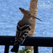 фото из отзыва ID 2741356