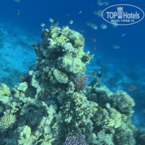 фото из отзыва ID 2741356