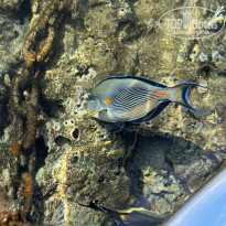 фото из отзыва ID 2741356