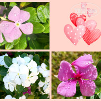 фото из отзыва ID 2741451