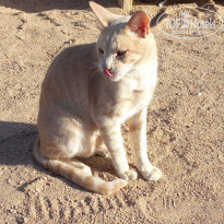 фото из отзыва ID 2741451