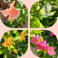 фото из отзыва ID 2741451