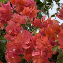 фото из отзыва ID 2741467