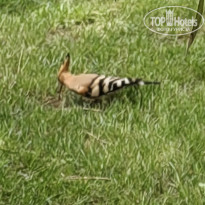 фото из отзыва ID 2741538