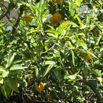 фото из отзыва ID 2741538