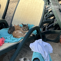 фото из отзыва ID 2741759