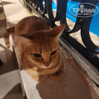 фото из отзыва ID 2741765