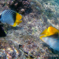 фото из отзыва ID 2741806