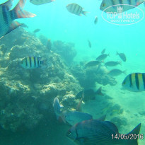 фото из отзыва ID 2741806