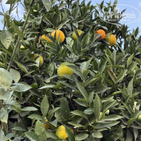 фото из отзыва ID 2741868