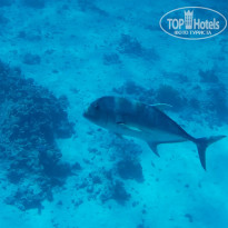 фото из отзыва ID 2741909