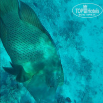 фото из отзыва ID 2741909