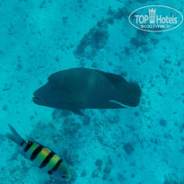 фото из отзыва ID 2741909