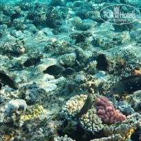 фото из отзыва ID 2741909