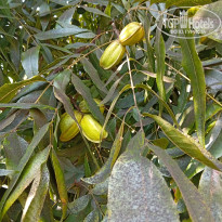 фото из отзыва ID 2742114