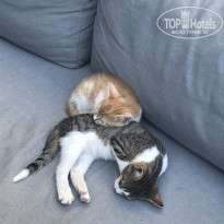 фото из отзыва ID 2742183