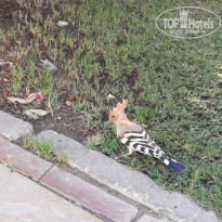 фото из отзыва ID 2742316