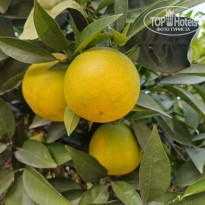 фото из отзыва ID 2742444