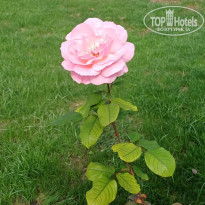 фото из отзыва ID 2742444