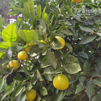 фото из отзыва ID 2742444