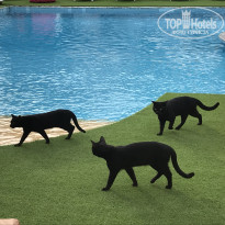 фото из отзыва ID 2742470