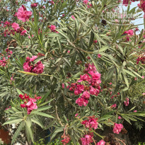 фото из отзыва ID 2742468