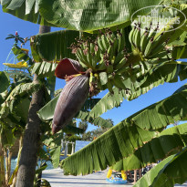 фото из отзыва ID 2742620