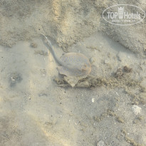 фото из отзыва ID 2742649