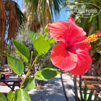 фото из отзыва ID 2742672