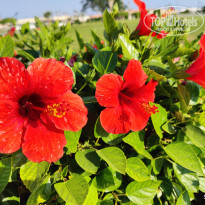 фото из отзыва ID 2742678