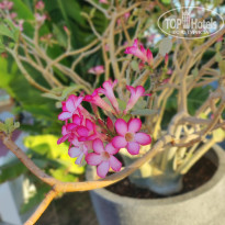 фото из отзыва ID 2742878