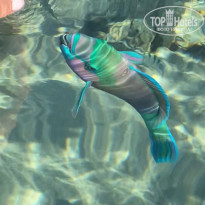 фото из отзыва ID 2742868