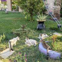 фото из отзыва ID 2742915