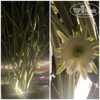 фото из отзыва ID 2742915