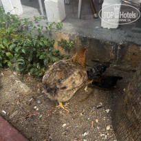 фото из отзыва ID 2742934