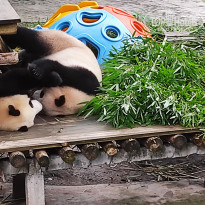 фото из отзыва ID 2742945