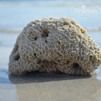 фото из отзыва ID 2742960