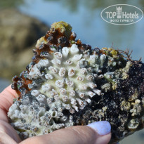 фото из отзыва ID 2742960